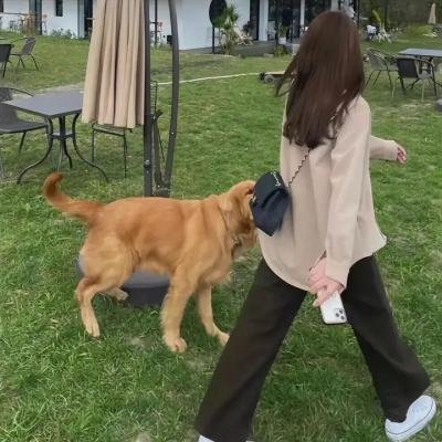 鲲吞天下之掌门归来